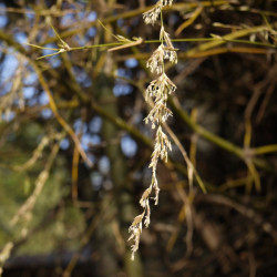 Graines de Bambusa Arundinacea, Bambou géant épineux, Bambusa bambos, Giant thorny bamboo
