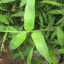 Graines de Bambusa Arundinacea, Bambou géant épineux, Bambusa bambos, Giant thorny bamboo