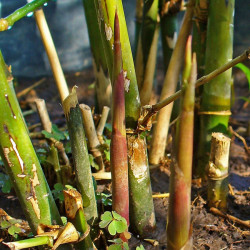 Graines de Bambusa Arundinacea, Bambou géant épineux, Bambusa bambos, Giant thorny bamboo