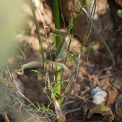 Graines de Bambusa Arundinacea, Bambou géant épineux, Bambusa bambos, Giant thorny bamboo