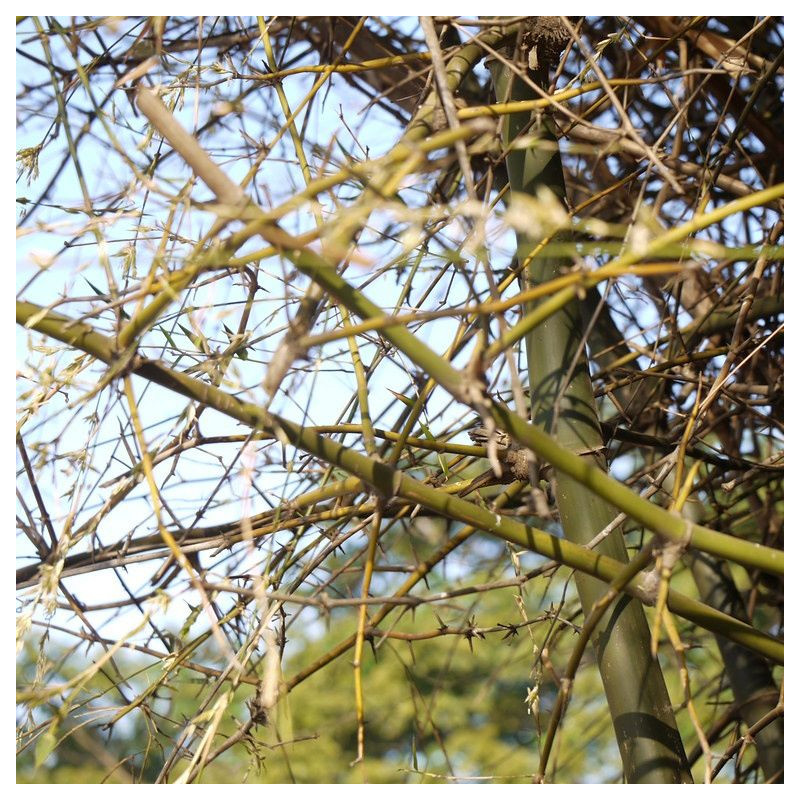 Graines de Bambusa Arundinacea, Bambou géant épineux, Bambusa bambos, Giant thorny bamboo