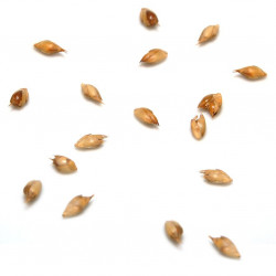 Graines de Bambusa Arundinacea, Bambou géant épineux, Bambusa bambos, Giant thorny bamboo