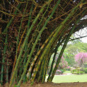 Graines de Bambusa Arundinacea, Bambou géant épineux, Bambusa bambos, Giant thorny bamboo