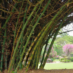 Graines de Bambusa Arundinacea, Bambou géant épineux, Bambusa bambos, Giant thorny bamboo