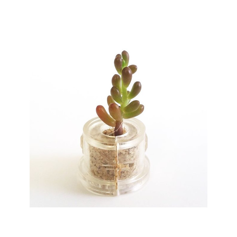 Babyplante Pink Jade - Mini plante cactus Sedum rubrotinctum R.T. Clausen Babyplante Pink Jade - Mini plante cactus Sedum rubrotinctum R.T. Clausen