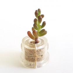 Babyplante Pink Jade - Mini plante cactus Sedum rubrotinctum R.T. Clausen