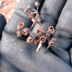 Eucalyptus deglupta, arbre arc en ciel, rainbow tree, tronc multicolore