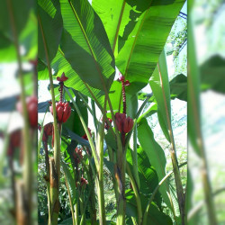 Musa acuminata, Bananier sauvage, Petite naine, Bananier, Bananier nain, banane de Chine, Zwergbanane, dwarf banana