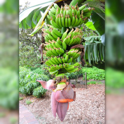 Musa acuminata, Bananier sauvage, Petite naine, Bananier, Bananier nain, banane de Chine, Zwergbanane, dwarf banana