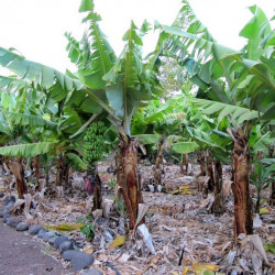 Musa acuminata, Bananier sauvage, Petite naine, Bananier, Bananier nain, banane de Chine, Zwergbanane, dwarf banana