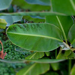 Musa acuminata, Bananier sauvage, Petite naine, Bananier, Bananier nain, banane de Chine, Zwergbanane, dwarf banana