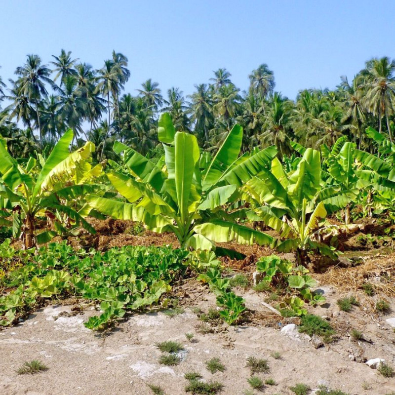 Musa acuminata, Bananier sauvage, Petite naine, Bananier, Bananier nain, banane de Chine, Zwergbanane