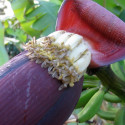 Musa acuminata, Bananier sauvage, Petite naine, Bananier, Bananier nain, banane de Chine, Zwergbanane, dwarf banana