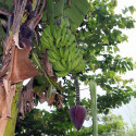 Musa acuminata, Bananier sauvage, Petite naine, Bananier, Bananier nain, banane de Chine, Zwergbanane, dwarf banana