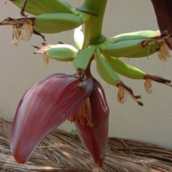 Musa acuminata, Bananier sauvage, Petite naine, Bananier, Bananier nain, banane de Chine, Zwergbanane, dwarf banana