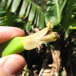 Musa acuminata, Bananier sauvage, Petite naine, Bananier, Bananier nain, banane de Chine, Zwergbanane, dwarf banana