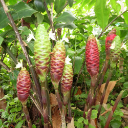 Graines Zingiber Zerumbet, Gingembre shampoing, Amome sauvage, gingembre sauvage, gingembre savon