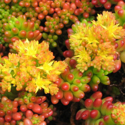 Plante cactus Sedum rubrotinctum R.T. Clausen en fleurs