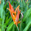 Heliconia psittacorum, balisier bec de perroquet, colibris, caraïbes, antilles, plante exotique, balisier nain