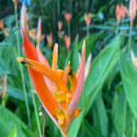 Heliconia psittacorum, balisier bec de perroquet, colibris, caraïbes, antilles, plante exotique, balisier nain