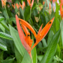 Heliconia psittacorum, balisier bec de perroquet, colibris, caraïbes, antilles, plante exotique, balisier nain