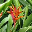 Heliconia psittacorum, balisier bec de perroquet, colibris, caraïbes, antilles, plante exotique, balisier nain