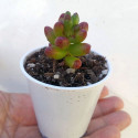Mini plante cactus Sedum rubrotinctum R.T. Clausen