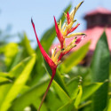 Heliconia psittacorum, balisier bec de perroquet, colibris, caraïbes, antilles, plante exotique, balisier nain