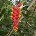 balisier héliconia rostré, Heliconia rostrata, Griffe de homard, Bec de perroquet, pendula, Geschnäbelte Helikonie