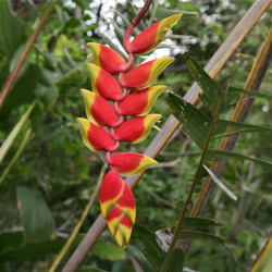 balisier héliconia rostré, Heliconia rostrata, Griffe de homard, Bec de perroquet, pendula, Geschnäbelte Helikonie