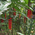 balisier héliconia rostré, Heliconia rostrata, Griffe de homard, Bec de perroquet, pendula, Geschnäbelte Helikonie