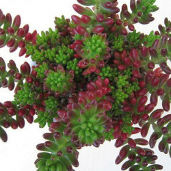Cactus Sedum rubrotinctum R.T. Clausen