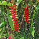 balisier héliconia rostré, Heliconia rostrata, Griffe de homard, Bec de perroquet, pendula, Geschnäbelte Helikonie