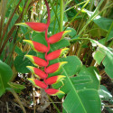 balisier héliconia rostré, Heliconia rostrata, Griffe de homard, Bec de perroquet, pendula, Geschnäbelte Helikonie