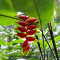 balisier héliconia rostré, Heliconia rostrata, Griffe de homard, Bec de perroquet, pendula, Geschnäbelte Helikonie