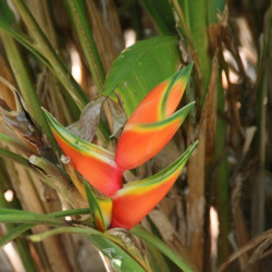 Heliconia Bihai, Balisier bihai, Queue de poisson, Macawflower, Heliconiaceae, Caraïbes, Guadeloupe