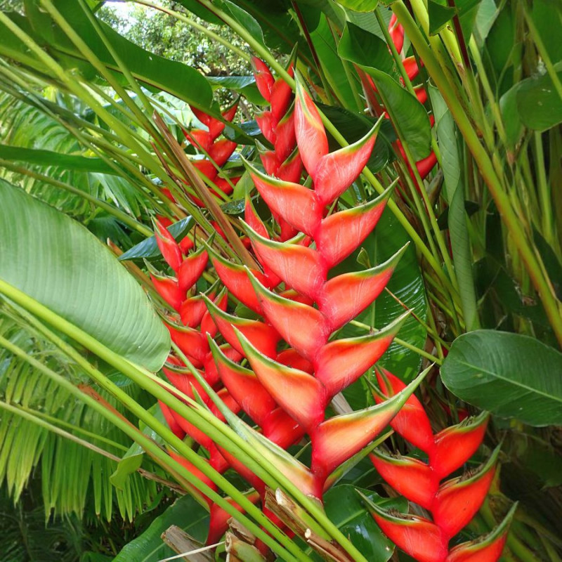 Heliconia Bihai, Balisier bihai, Queue de poisson, Macawflower, Heliconiaceae, Caraïbes, Guadeloupe