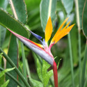 Strelizia reginae, Oiseau de paradis, Fleur grue, Bird of Paradise, crane flower, graines exotiques, plantes exotiques