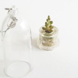 Babyplante Pink Jade Mini plante cactus Sedum rubrotinctum R.T. Clausen porte clé