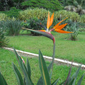 Strelizia reginae, Oiseau de paradis, Fleur grue, Bird of Paradise, crane flower, graines exotiques, plantes exotiques