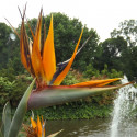 Strelizia reginae, Oiseau de paradis, Fleur grue, Bird of Paradise, crane flower, graines exotiques, plantes exotiques