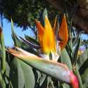 Strelizia reginae, Oiseau de paradis, Fleur grue, Bird of Paradise, crane flower, graines exotiques, plantes exotiques