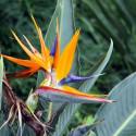 Strelizia reginae, Oiseau de paradis, Fleur grue, Bird of Paradise, crane flower, graines exotiques, plantes exotiques