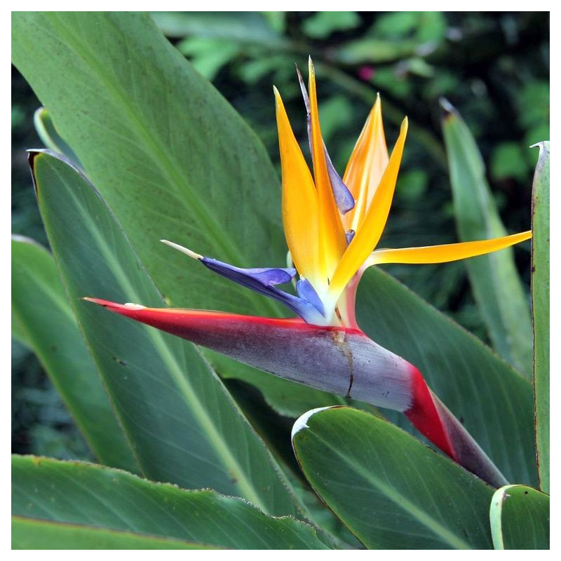 Strelizia reginae, Oiseau de paradis, Fleur grue, Bird of Paradise, crane flower, graines exotiques, plantes exotiques