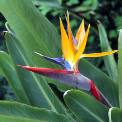Strelizia reginae, Oiseau de paradis, Fleur grue, Bird of Paradise, crane flower, graines exotiques, plantes exotiques