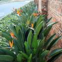 Strelizia reginae, Oiseau de paradis, Fleur grue, Bird of Paradise, crane flower, graines exotiques, plantes exotiques