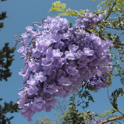 Jacaranda mimosifolia, Flamboyant bleu, floraison bleu lavande, fleurs trompette, arbre tropical, graines exotiques