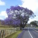 Jacaranda mimosifolia, Flamboyant bleu, floraison bleu lavande, fleurs trompette, arbre tropical, graines exotiques