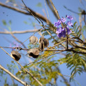 Jacaranda mimosifolia, Flamboyant bleu, floraison bleu lavande, fleurs trompette, arbre tropical, graines exotiques