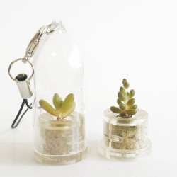 Babyplante Pink Jade porte clé - Mini plante cactus Sedum rubrotinctum R.T. Clausen